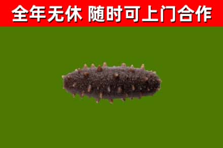 黄岛区烟酒回收干海参.jpg